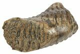 Fossil Woolly Mammoth Molar - Siberia #235034-4